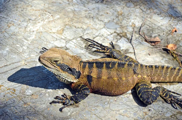 Oost-Australische Water Dragon — Stockfoto