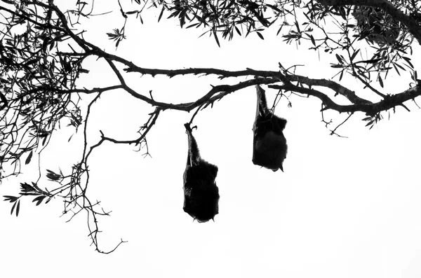 Siluetas de dos murciélagos frutales colgados de un árbol — Foto de Stock