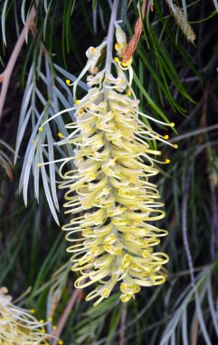 Sarı Grevillea çiçek
