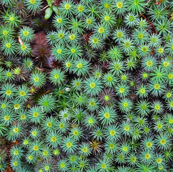 Yeşil yosun (Dawsonia polytrichoides yıldız şeklinde)