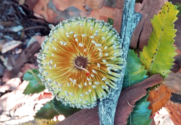 Goldene Blume eines australischen alten Mannes banksia tree — Stockfoto