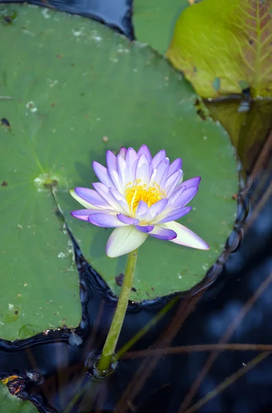 Purple waterlily flower — Stock Photo, Image