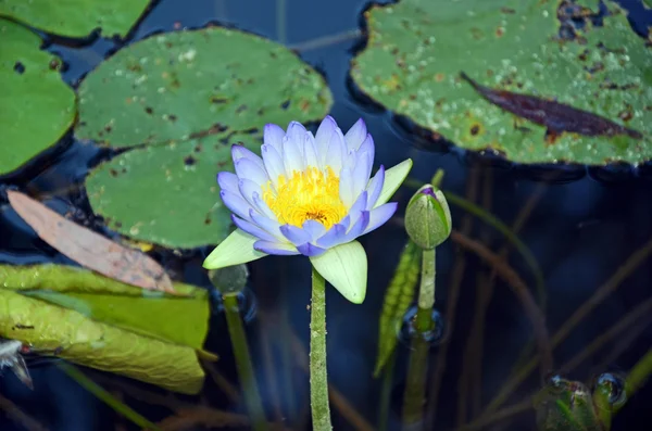 Purple waterlily (Nymphaea) in a river in Queensland — Stock Photo, Image