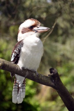 Avustralya gülen ahmak 