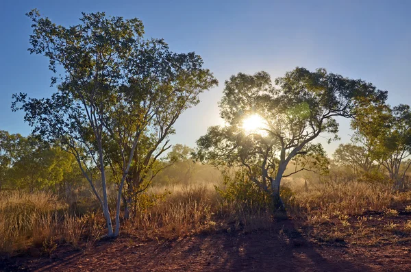 Solljus och damm i outback australiska bushen — Stockfoto