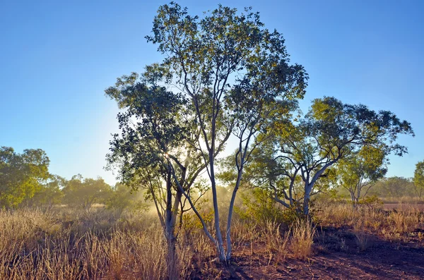 Solljus och damm i outback australiska bushen — Stockfoto