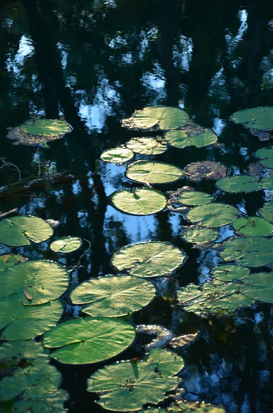 Almohadillas de ninfa flotando en un río —  Fotos de Stock