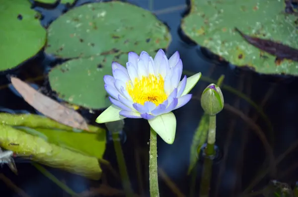 Purple waterlily (Nymphaea) flower and bud — Stock Photo, Image