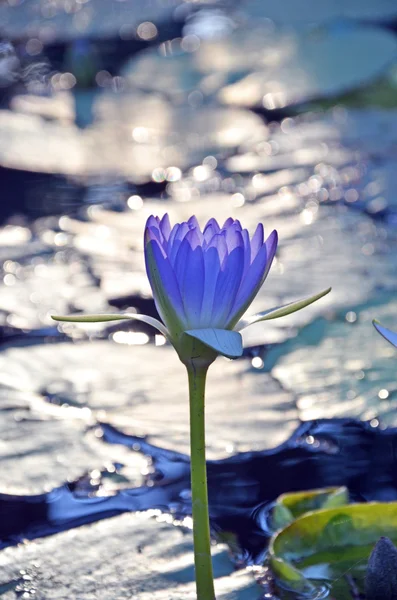 Purple waterlily (Nymphaea) flower — Stock Photo, Image
