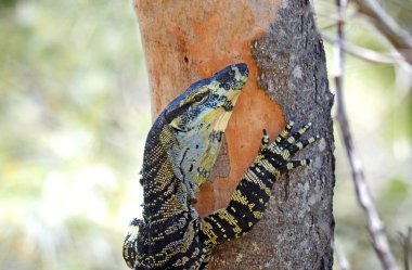 Australian Goanna (Lace Monitor) climbing a tree clipart
