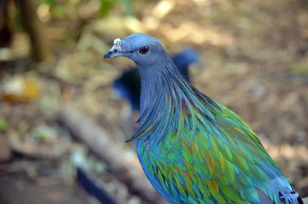 Belles plumes bleues d'un pigeon nicobar — Photo