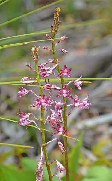 Australiska Svartsköldpaddtabby hyacint-Orchid (Dipodium variegatum) — Stockfoto