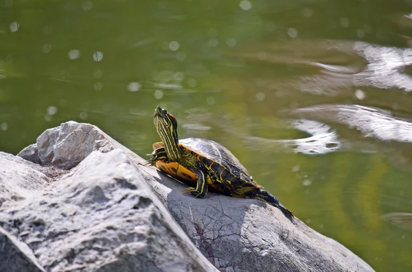 Gele bellied schuifregelaar schildpad (Trachemys scripta) — Stockfoto