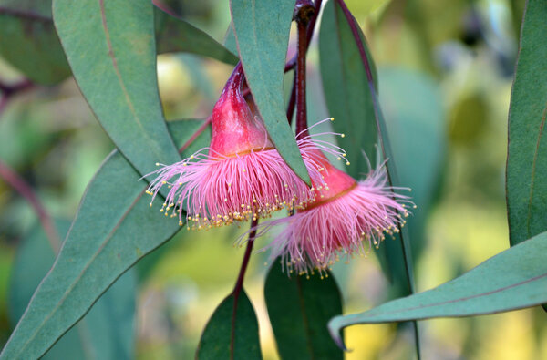 Pink Eucalyptus blossoms in close up