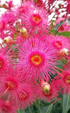Pembe gumtree (Okaliptüs) çiçek ve tomurcukları