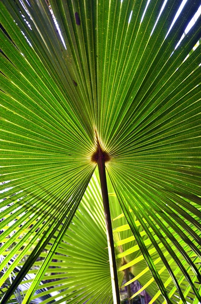 Folhas de palmeira de árvore de repolho iluminadas traseiras (Livistona australis ) — Fotografia de Stock