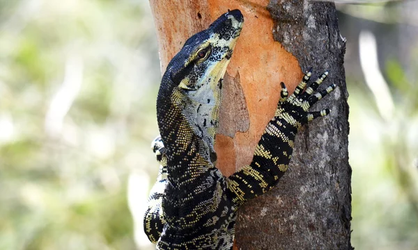 Australische varaan (Lace Monitor) een boom klimmen — Stockfoto