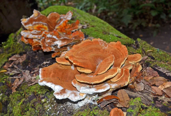 Estantería naranja grande (soporte) hongo — Foto de Stock