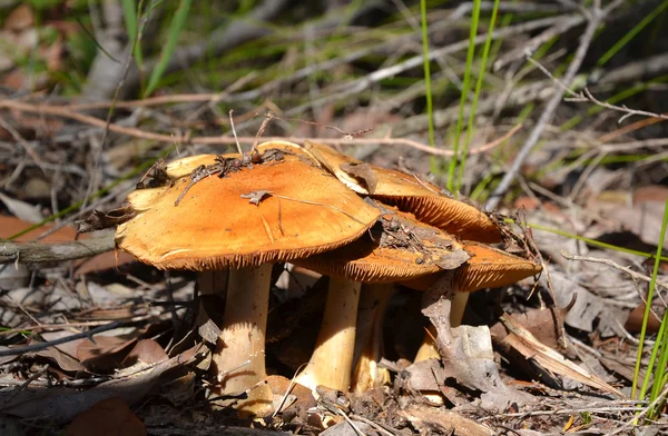 Группа оранжевых агарических грибов — стоковое фото