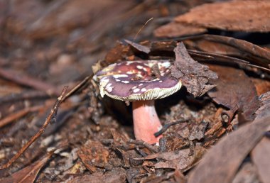 Pembe ve mor Russula mantar