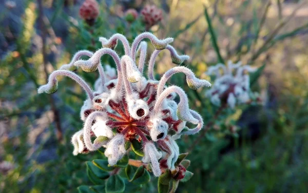 Avustralya Grevillea buxifolia (gri örümcek çiçek)