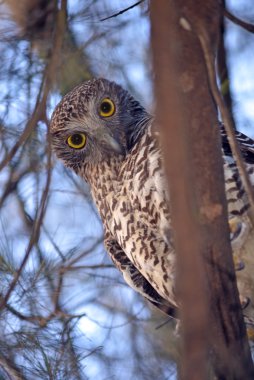 Avustralya güçlü baykuş (Ninox strenua) 