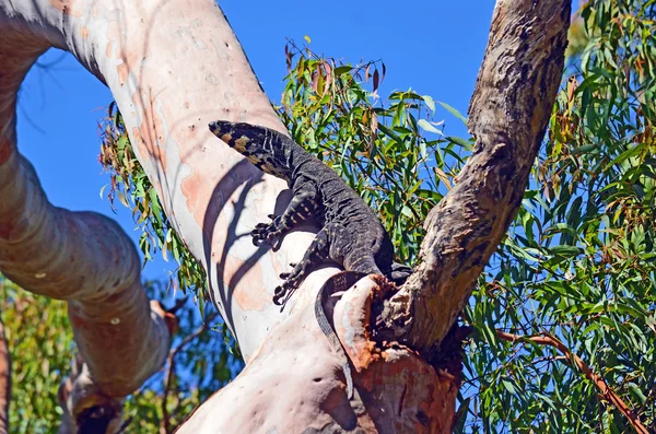 Αυστραλιανή Goanna (σαύρα παρακολουθεί δαντέλα υδροπονία Varanus) — Φωτογραφία Αρχείου