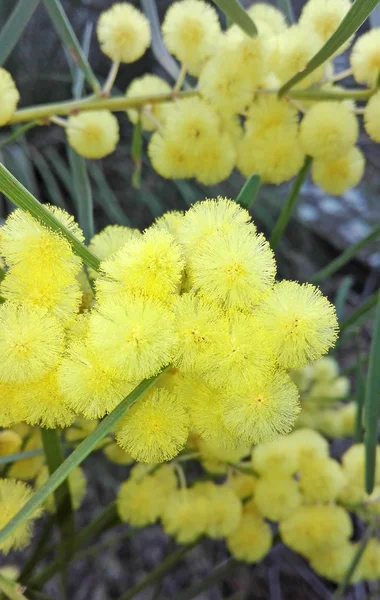 Australische Süßwattle (acacia suaveolens)) — Stockfoto