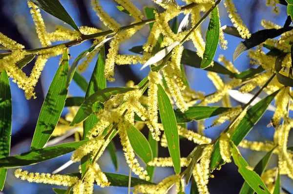 Sydney arany Akácfa (Acacia longifolia) — Stock Fotó