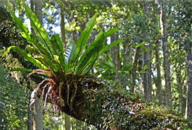 Avustralya Birdsnest Fern (Asplenium australasicum)