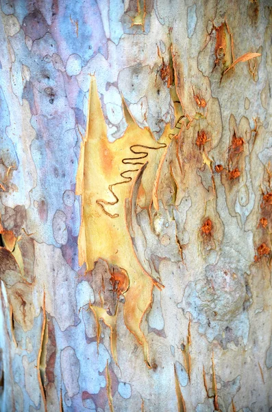 Single scribble on colourful new bark on an Australian scribbly gum tree — Stock Photo, Image