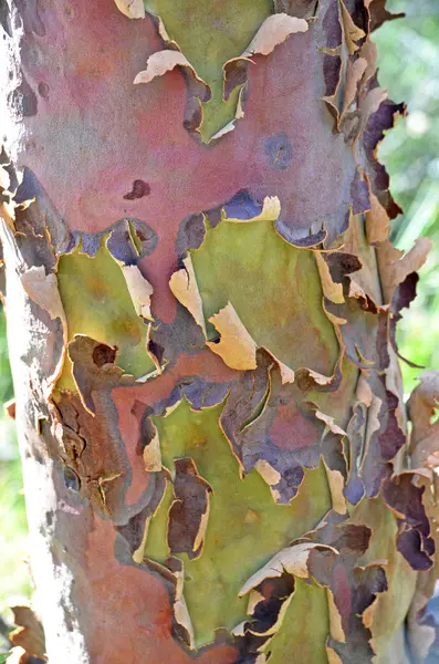 Colorful Australian gumtree bark — Stock Photo, Image