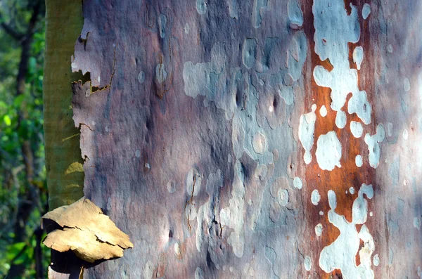 Colorful spotted pattern of Australian Gumtree (Eucalyptus) bark — Stock Photo, Image