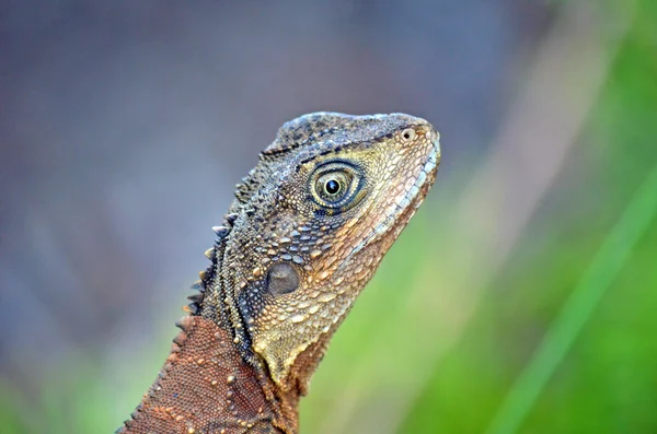 Australischer Wasserdrache (physignathus lesueurii)) — Stockfoto