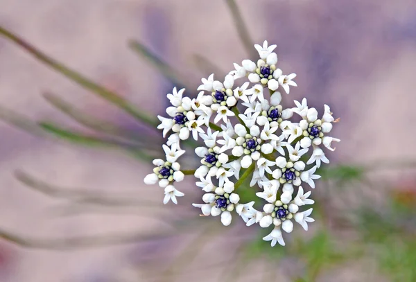 澳大利亚孔粒椭圆形的白花) — 图库照片