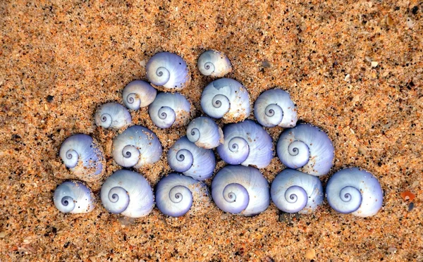 Violet Sea Snail shells (Janthina janthina) — Stock Photo, Image