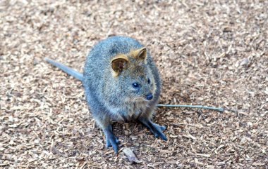 Quokka (Setonix Brachyura), şirin, küçük Avustralya kanguru