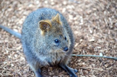 Quokka (Setonix Brachyura), şirin, küçük Avustralya kanguru