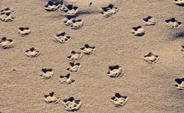 Stock image Seagull tracks on sand