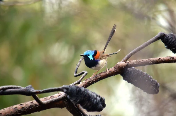 Australischer Zaunkönig (malurus lamberti)) — Stockfoto