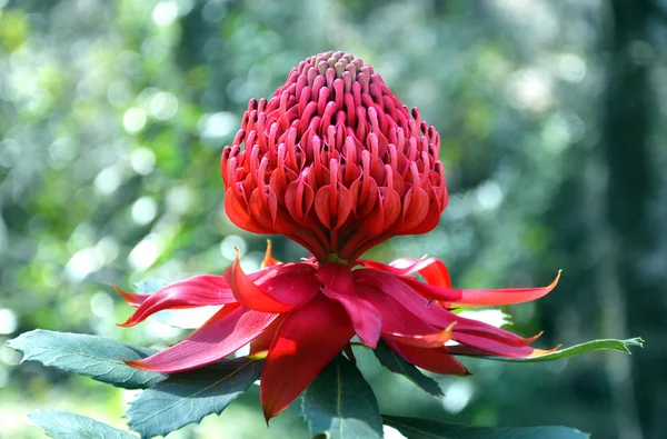 Waratah australiano (Telopea speciosissima ) — Fotografia de Stock