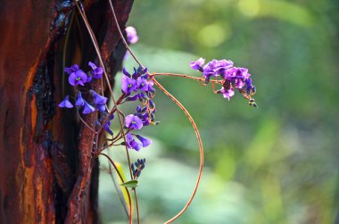 Avustralya Hardenbergia violacea asma mor çiçekler