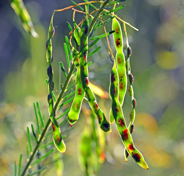 (Acacia) tohum pods wattle