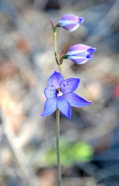 Австралийская фиолетовая орхидея — стоковое фото
