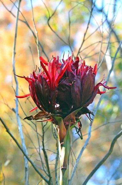 Giant flower head of the Gymea Lily