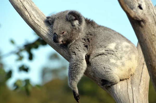 Koala australiano durmiendo en un árbol de goma — Foto de Stock