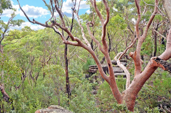 Sydney czerwony dziąseł (Angophora costata) drzewa w australijskim buszu — Zdjęcie stockowe