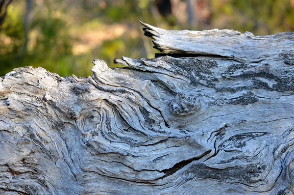 Patterns and texture of knotted wood — Stock Photo, Image