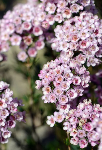 Rosafarbene Blüten Einer Australischen Chamelaucium Wachsblume Und Einer Verticordia Federblütenhybridsorte — Stockfoto