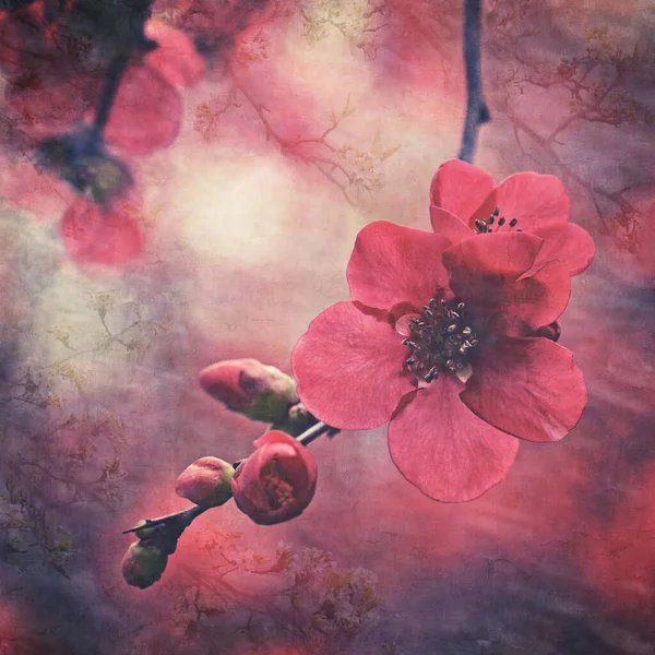 Vintage Textured Dark Botanical Red Cherry Blossom Buds Faded Antique — Stock Photo, Image